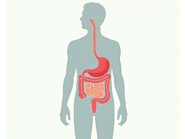A simplified anatomical diagram of the human digestive system highlighting typical areas of change and common symptoms for individuals over 35, such as decreased stomach acid production and changes in gut lining.